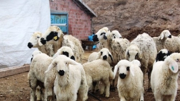 Baharı Müjdeleyen Kuzu Doğumları Başladı