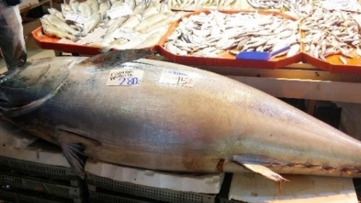 Balık Pazarının Dev Misafiri Görenleri Hayrete Düşürüyor