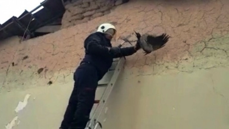 Başı sıkışan Kargayı İtfaiye Ekipleri Kurtardı