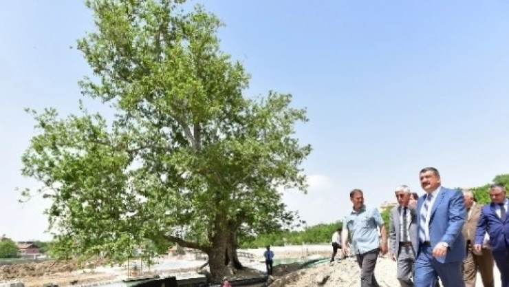 Gürkan, Tarihi Çınar Projesi Çalışmalarını İnceledi