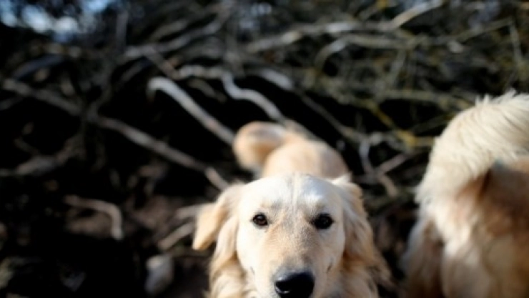 Belediye 'Kanun Var' Vatandaşlar İse 'Çocuğum Var' Diyor