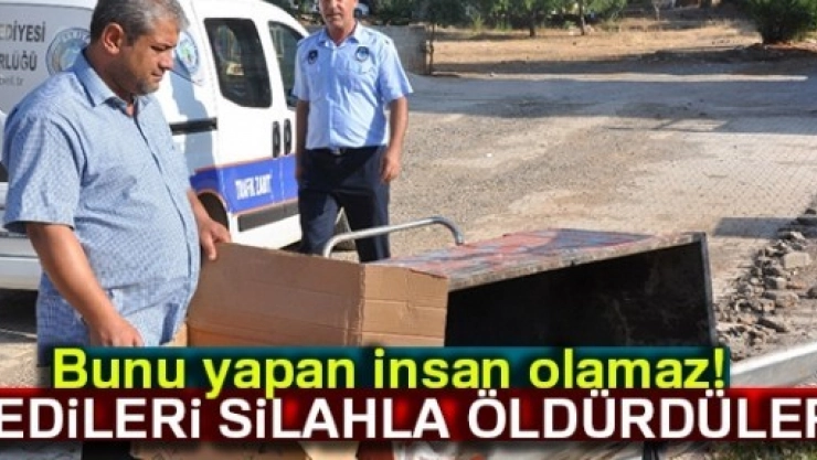 Bunu Yapan İnsan Olamaz: Kedileri Silahla Öldürdüler