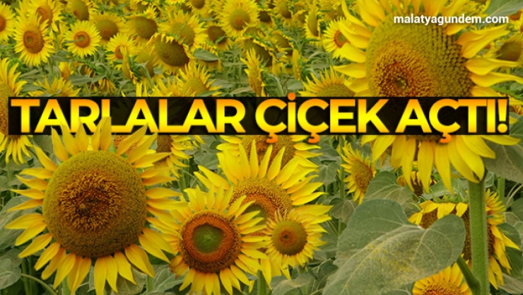 Çiçek açan ayçiçeği tarlaları görsel şölen sundu
