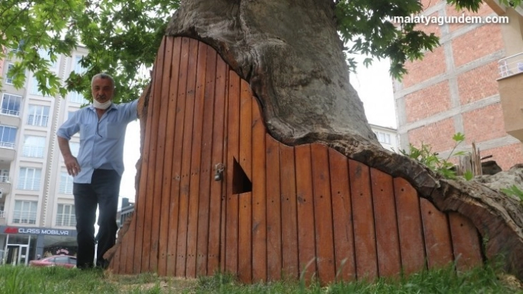 Dev çınar ahşap kapı ile korunuyor