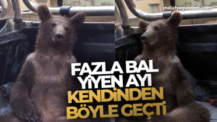 Fazla bal yiyen ayı işte böyle kendinden geçti