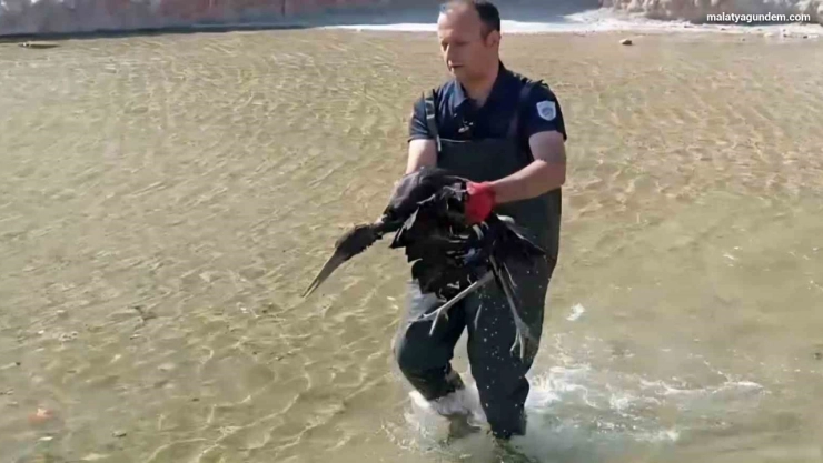 Havuza düşen yaralı leylek koruma altına alındı