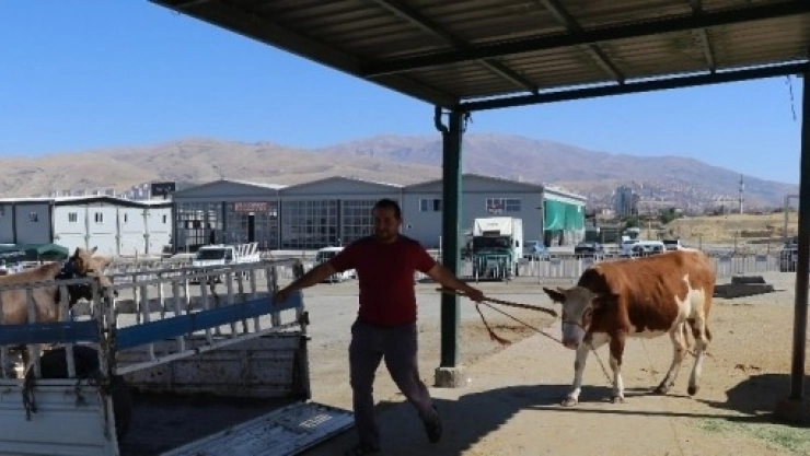 Hayvan Pazarında Durgunluk Yaşanıyor