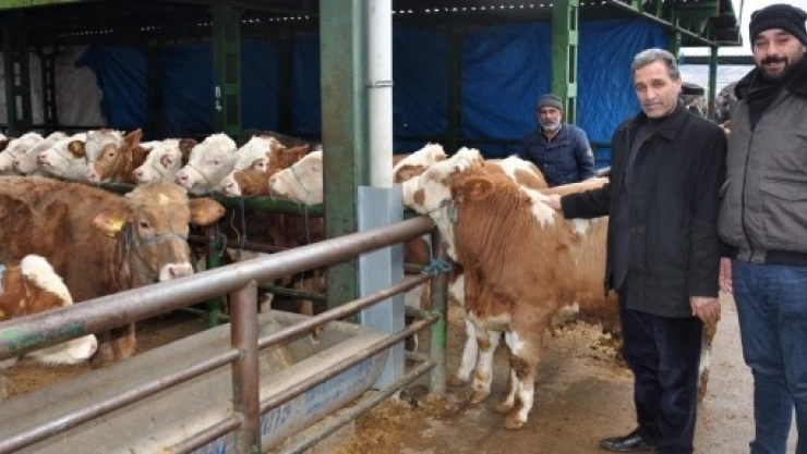 Hayvan Üreticileri Yem Desteği Bekliyor