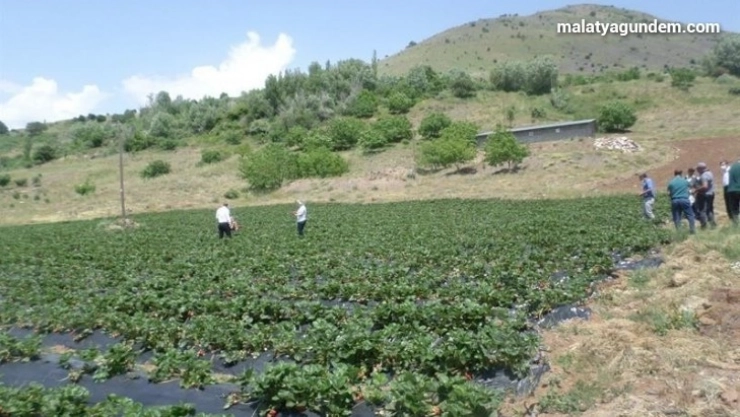 Kavurucu sıcaklarda çiftçilere önemli uyarı
