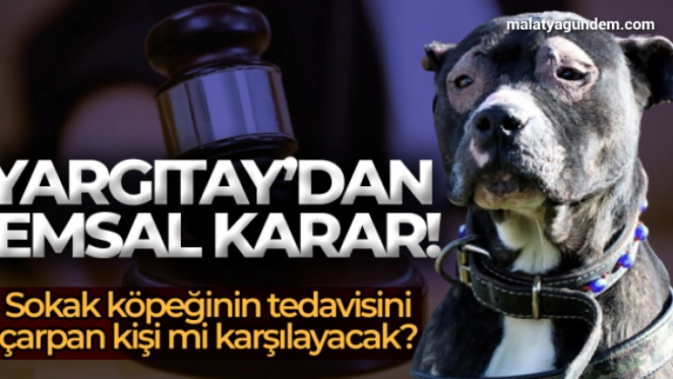 Kazada yaralanan sokak köpeğinin tedavisi için emsal karar
