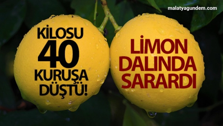 Kilosu 40 kuruşa düşen limon dalında sarardı