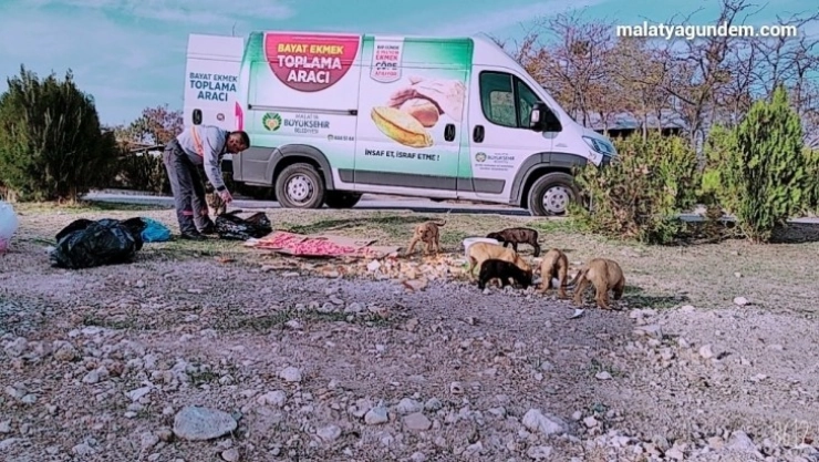Kısıtlama günlerinde sokak hayvanları unutulmadı