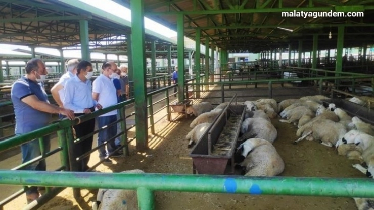 Kurban piyasasında covid 19 gölgesi