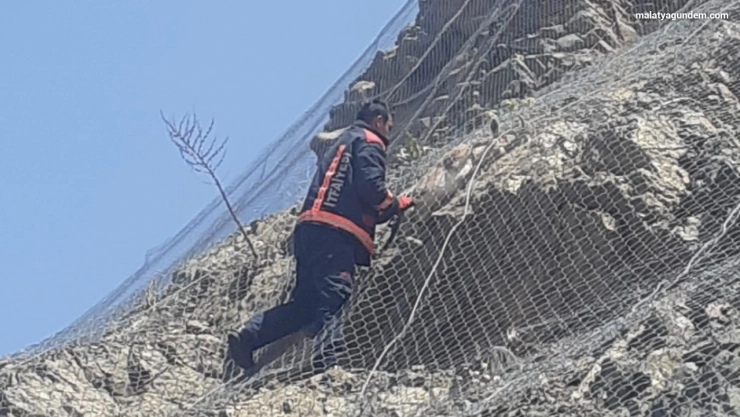 Ağa takılan 2 yaban keçisi kurtarıldı