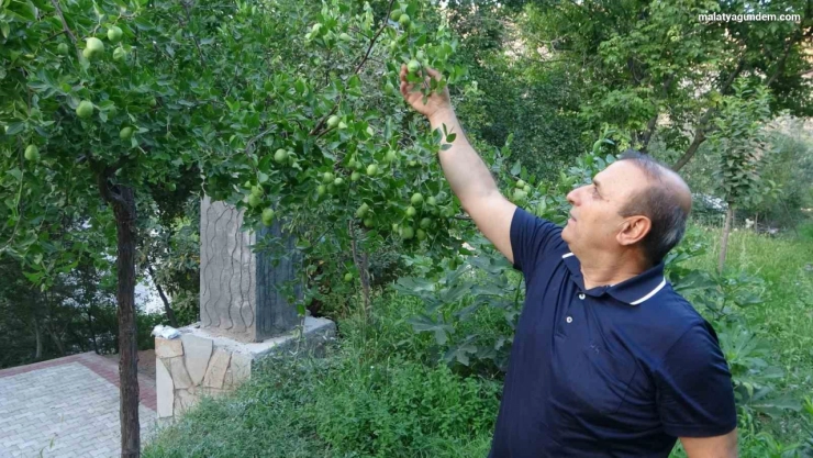 Malatya'da alternatif ürün hünnaptan yüksek verim alındı