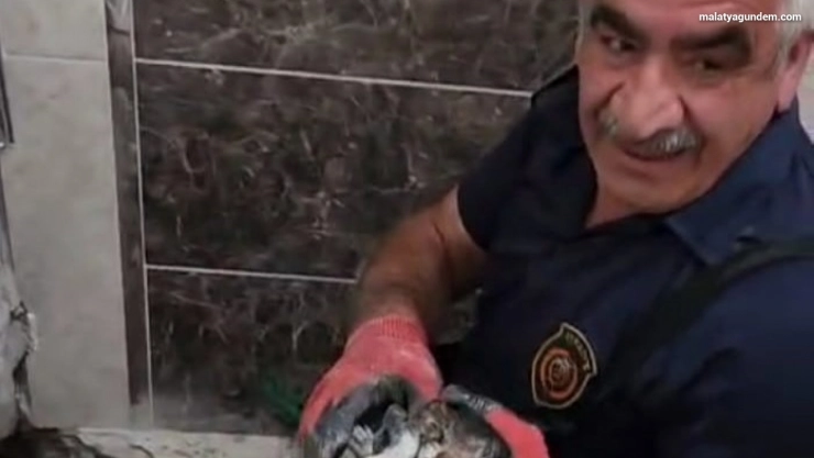 Atık su hattına düşen yavru kedi kurtarıldı