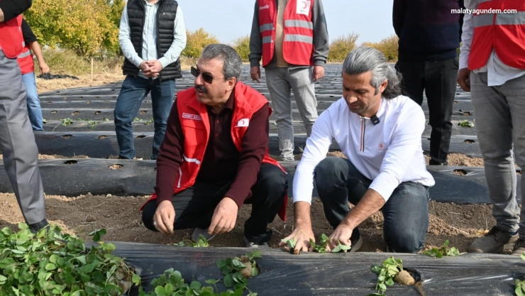 Malatya'da çilek yetiştiriciliğinde hibe destekli proje başladı