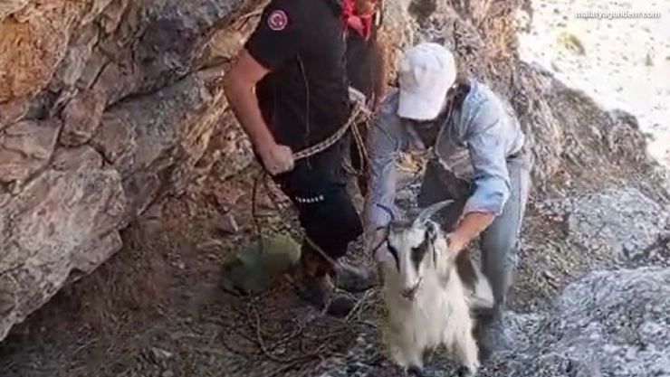 Dağlık alanda mahsur kalan keçiler kurtarıldı