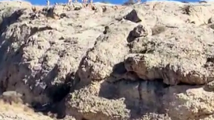 Malatya'da dağlık alanda yaban keçisi sürüsü görüntülendi