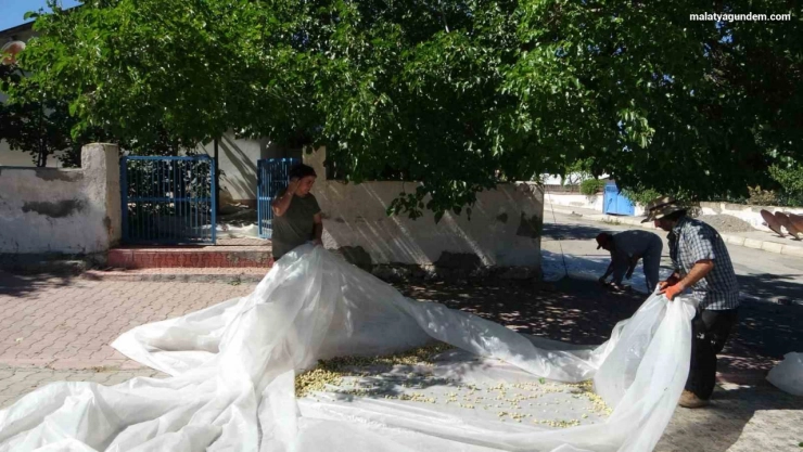 Malatya'da dutun pekmez yolcuğu başladı