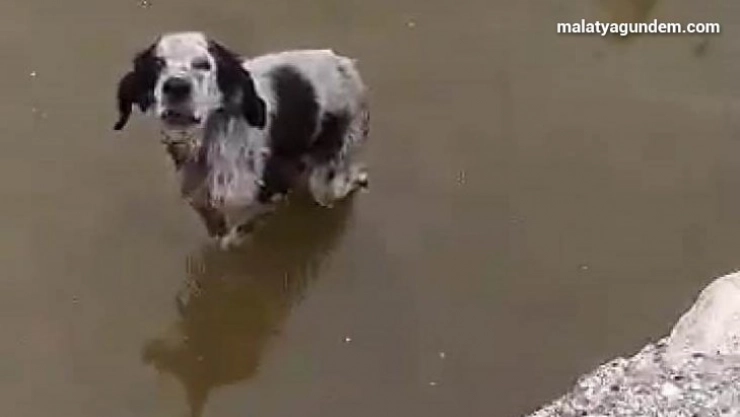 Havuzda mahsur kalan köpek kurtarıldı
