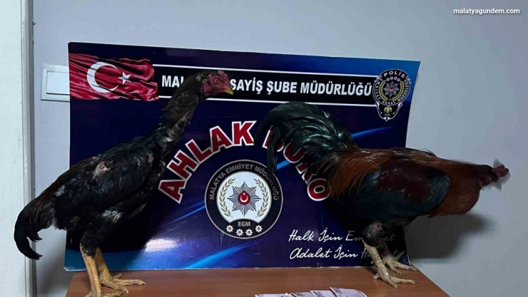 Horoz dövüştürenlere rekor ceza