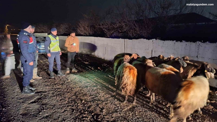 Malatya'da kayıp koyunları jandarma buldu