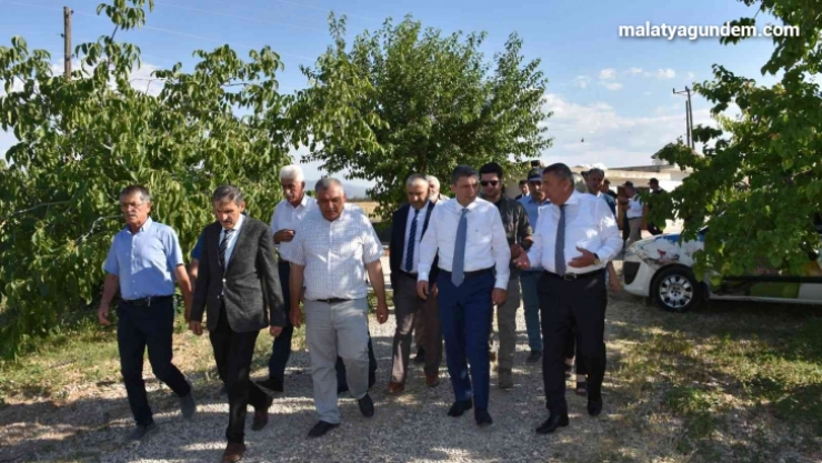 Kayısı hasadı sürüyor
