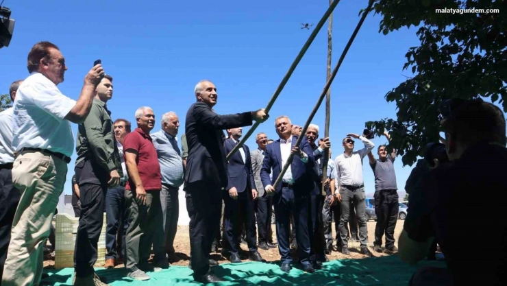 Malatya'da kayısı hasat şenliği düzenlendi