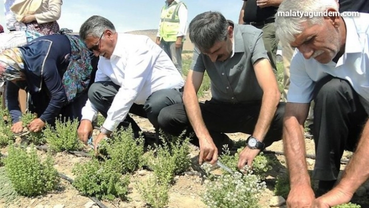 Kekik hasadı başladı