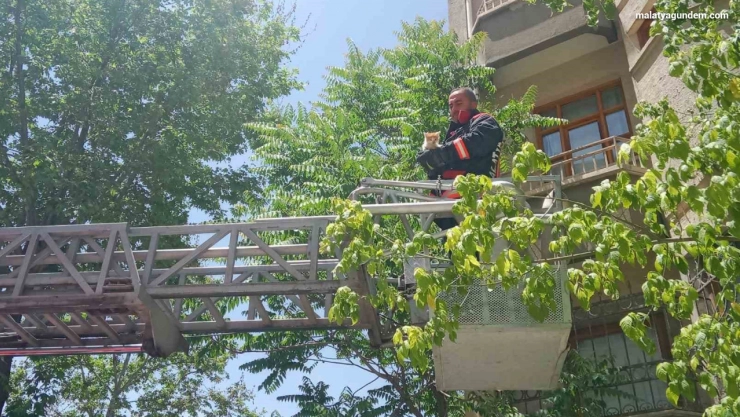 Malatya'da metruk evin penceresine sıkışan kedi itfaiye tarafından kurtarıldı