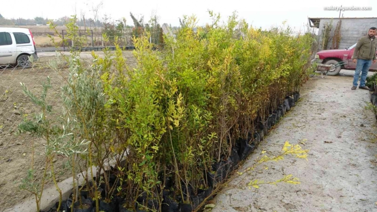 Malatya'da meyve fidanı atağı