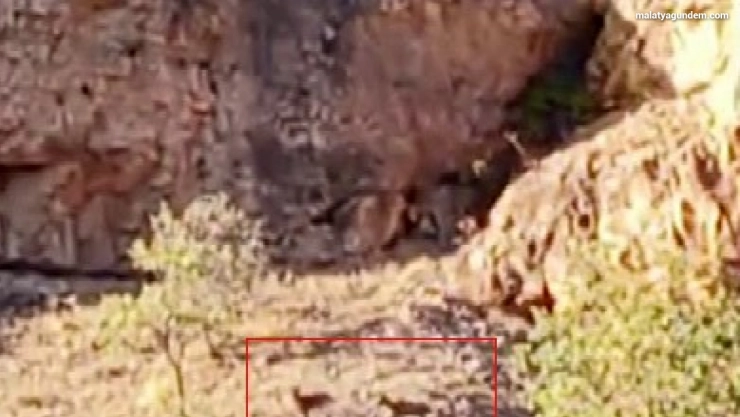 Malatya'da sürü halindeki yaban keçileri görüntülendi