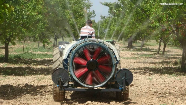 Yeniden yeşeren kayısı ağaçları çiftçileri umutlandırdı