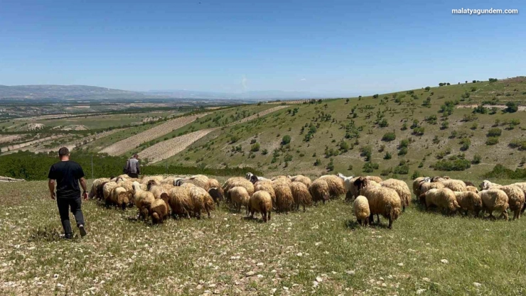 Yetiştiriciler yayla yoluna çıktı