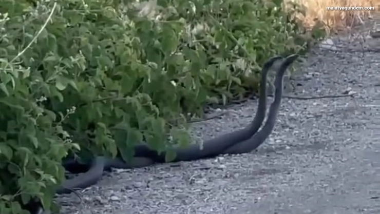 Yılanların çiftleşme dansı kameraya yansıdı