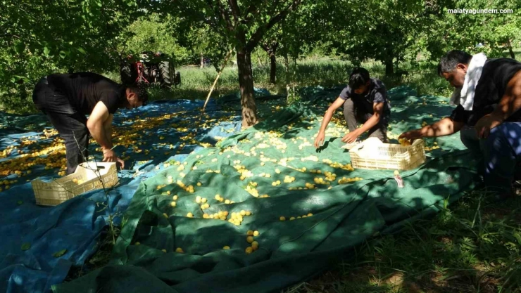 Zirai dondan etkilenmeyen bölgelerde kayısı hasadı başladı