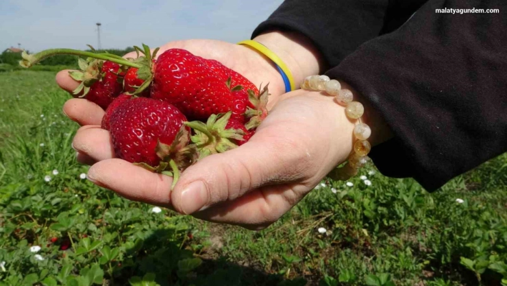 Malatya'da zirai donun ardından ilk hasat çilekten geldi