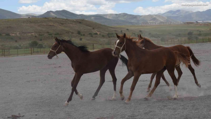 Milyonluk taylar açık artırmayla satışa sunuluyor