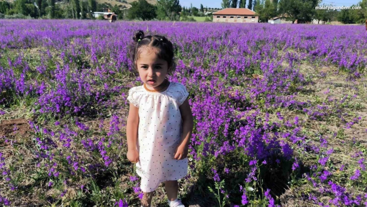 Mor renkli yabani otlar görsel şölen sunuyor