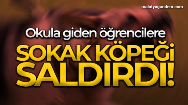 Okula giden öğrencilere köpek saldırısı