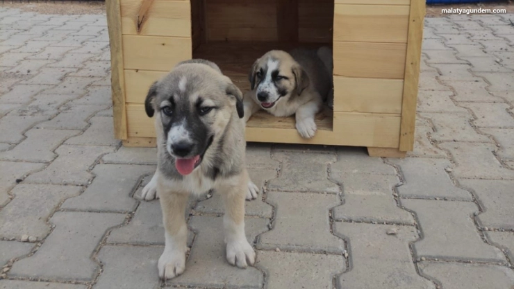 Özel çocuklar için yavru köpeklere kulübe
