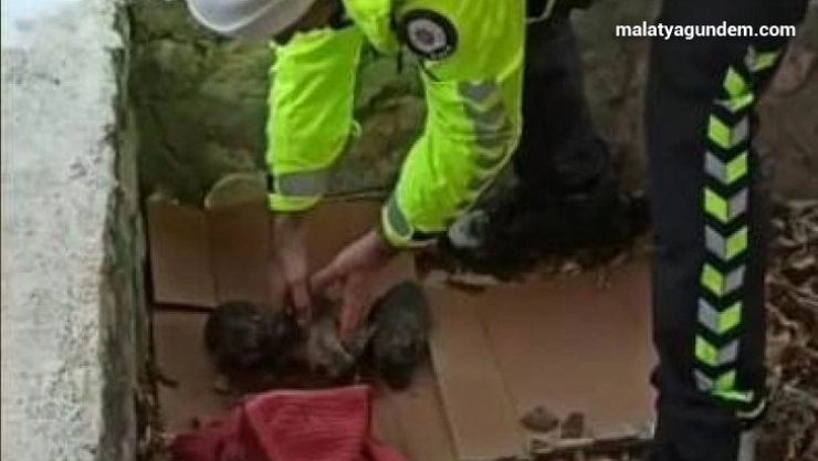 Polisten donmak üzere olan yavru köpeklere şefkat eli