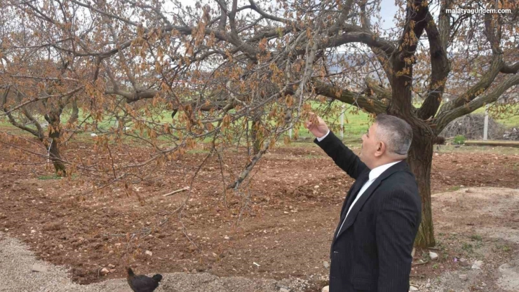 Sadıkoğlu: 'Verilecek destekler sadece kayısıyı değil, şehrimizin geleceğini ilgilendiriyor'