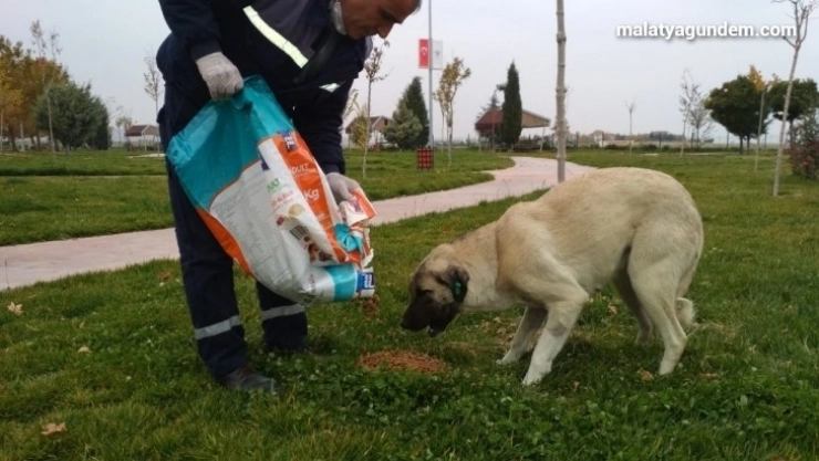 Sokağa çıkma kısıtlamasında sokak hayvanlarına yem bıraktı