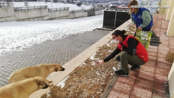 Sokak hayvanlarına yiyecek desteği