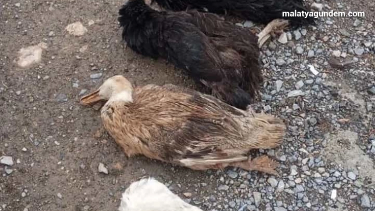 Sokak köpekleri onlarca kümes hayvanını telef etti