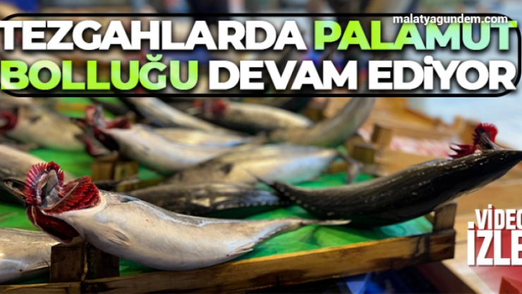 Tezgahlarda palamut bolluğu devam ediyor