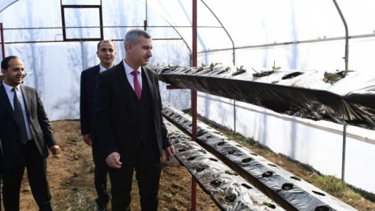 Topraksız Çilek Üretimine Başlandı