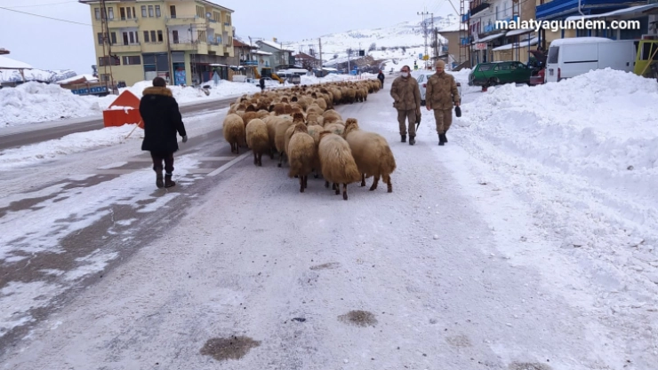 Yoğun kar yayladaki sürüleri yerinden etti